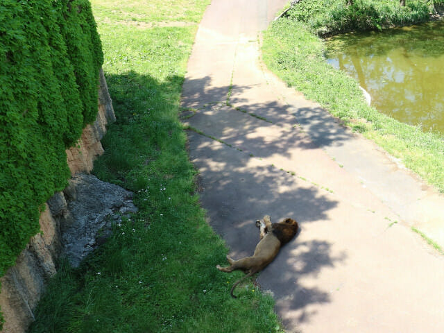多摩動物公園ライオン