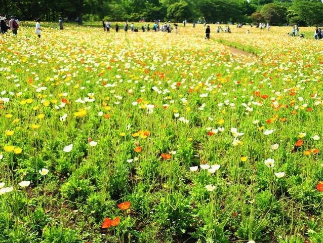 国営昭和記念公園ポピー白黄オレンジ全景