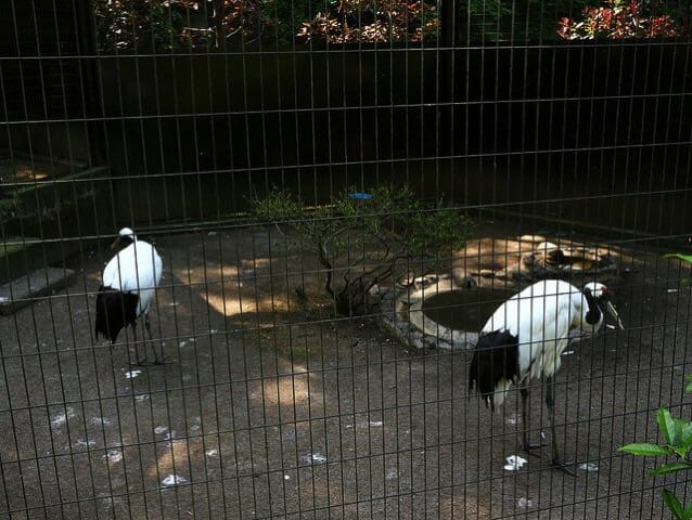 多摩動物公園タンチョウ鶴